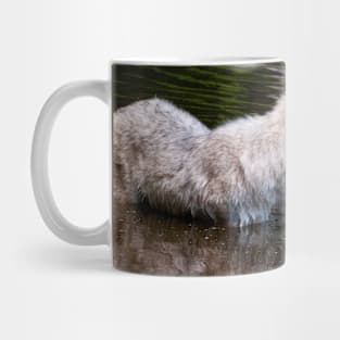 Arctic Wolf In Pond Mug